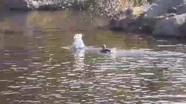 Funny Goose does a complete flip..