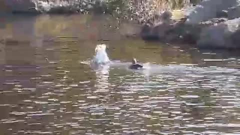 Funny Goose does a complete flip..