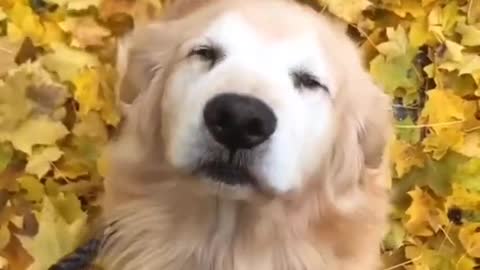 HAPPY DOG DANCES AROUND KITCHEN