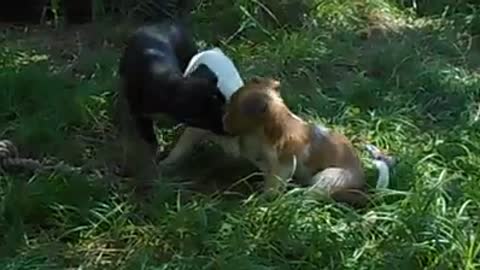 Puppys enjoy playing together