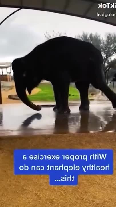 COMPILATION WITH THE FUNNIEST ANIMALS - #funny #animals #pets #shorts