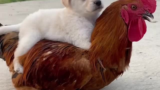 Roosters watch dogs grow up and take dogs as their children