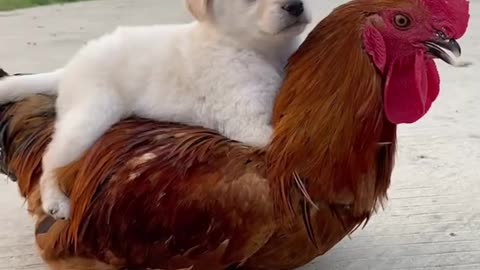 Roosters watch dogs grow up and take dogs as their children