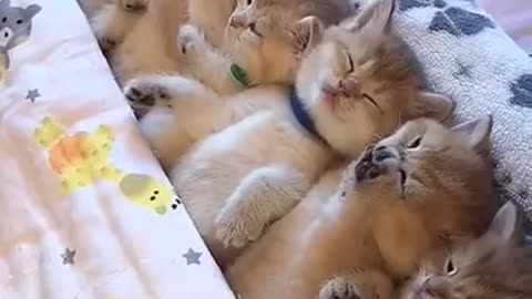 cute funny cats sleep is a beautiful