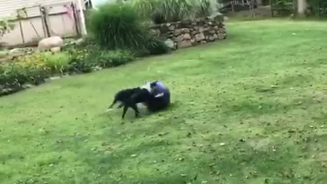 Black and white dogs hit purple exercise ball around back yard