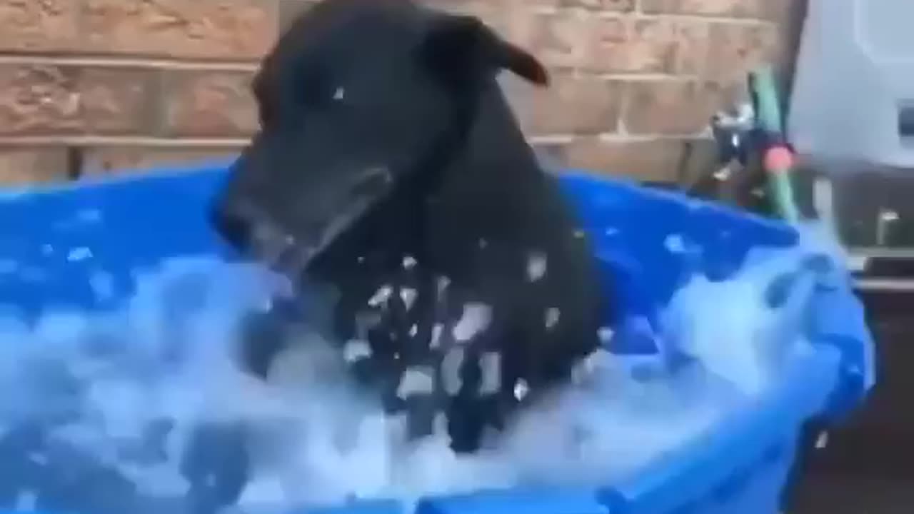 Funny Dog Bath