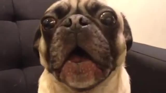 So surprised when dogs say i love you back.
