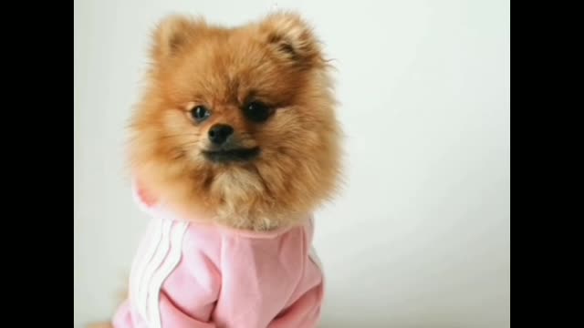 The most cute and most funny dog😘😘😘😘😘😘😘😘😘😘😚😚😚😚😙😙