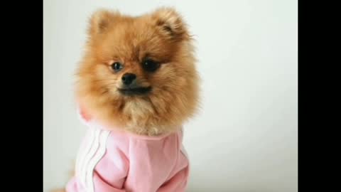 The most cute and most funny dog😘😘😘😘😘😘😘😘😘😘😚😚😚😚😙😙
