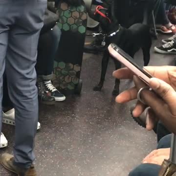 Black dog wears red sunglasses on subway train