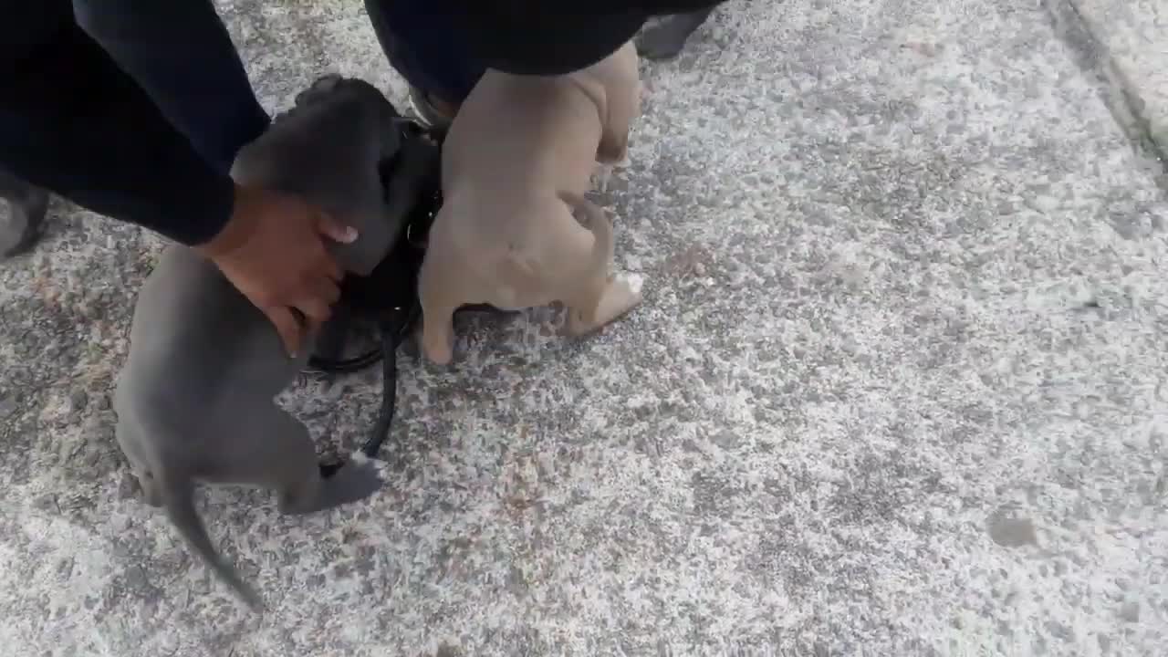 PITBULL GONE AGRESSIVE ON OWNER IN a adorable cute way