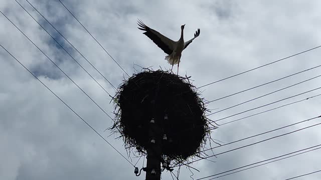 Stork's nest on a power pole