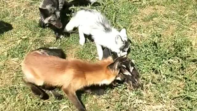 The fox group of