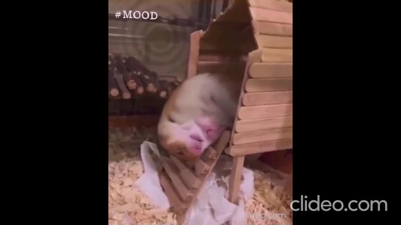 Hamster funny video