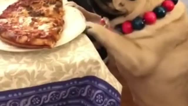 Funny Pug want to eat the Pizza