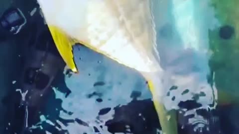 This is a beautiful and charming water-dwelling species