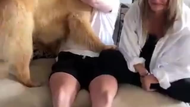 Dog Is Jealous Of Brothers Girlfriend