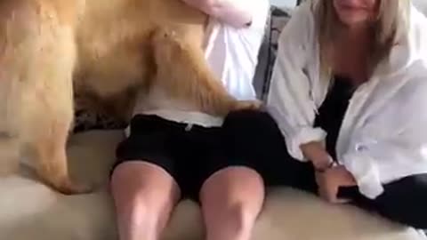 Dog Is Jealous Of Brothers Girlfriend