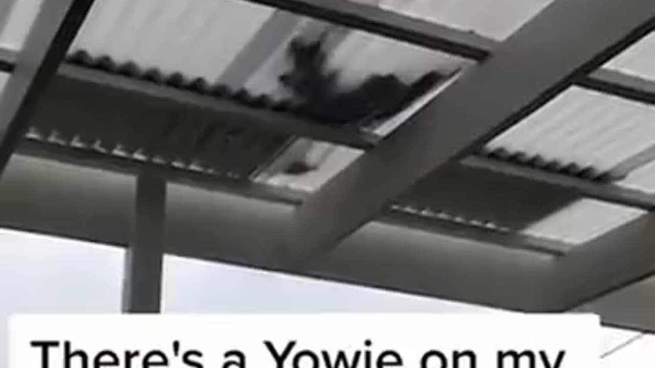 A STRANGE CRYPTID CAUGHT IN AUSTRALIA? IS THAT A YOWIE?