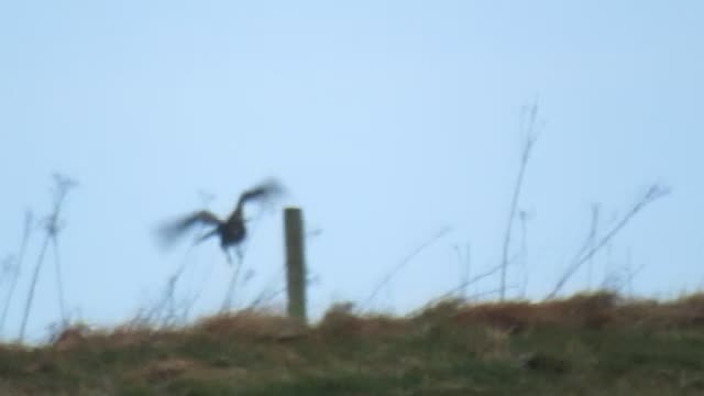 Buzzard feeding