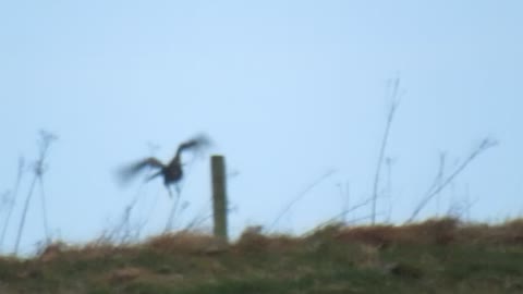 Buzzard feeding