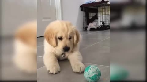 Baby Dogs - Cute and Funny Dog Videos / Aww Animals