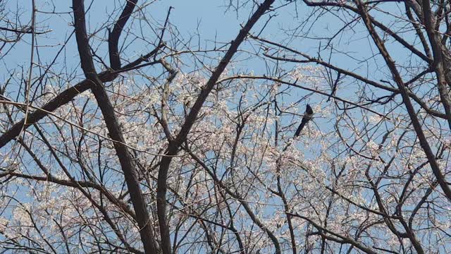 Spring has come with chrysanthemum