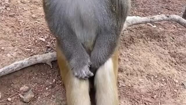 dreamy monkey