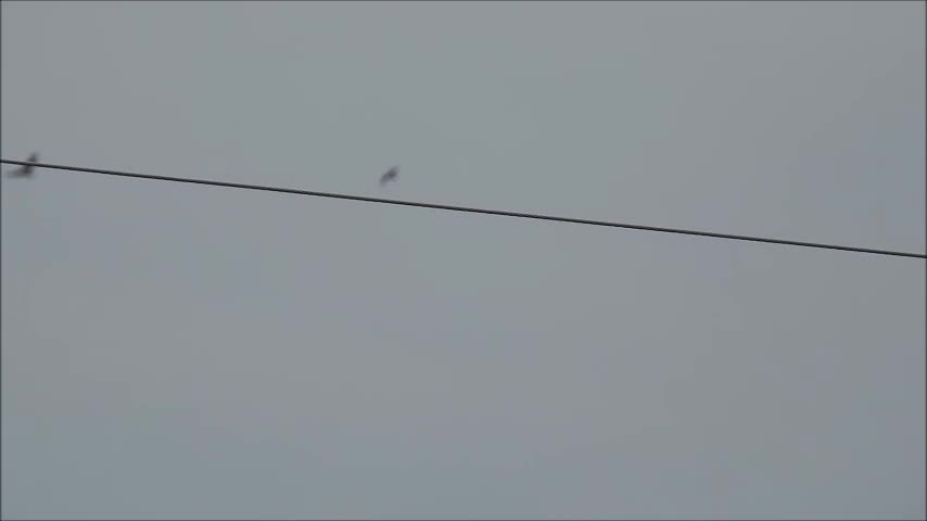 Hawk VS 2 Smaller Birds