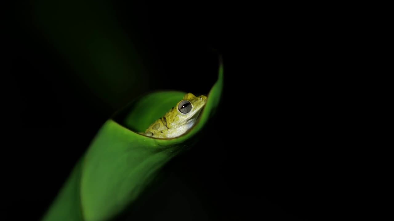 Cute green frog resting inside a leaf in Costa Rica night time amphibian biodiversity