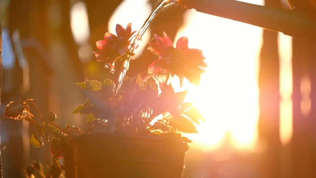 Put it down water in flower pot