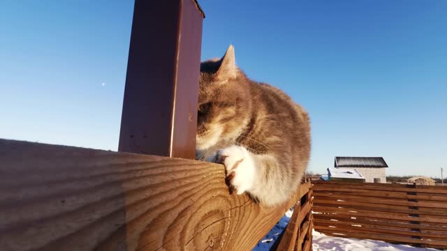 The cat has a funny little flaw when walking along the fence