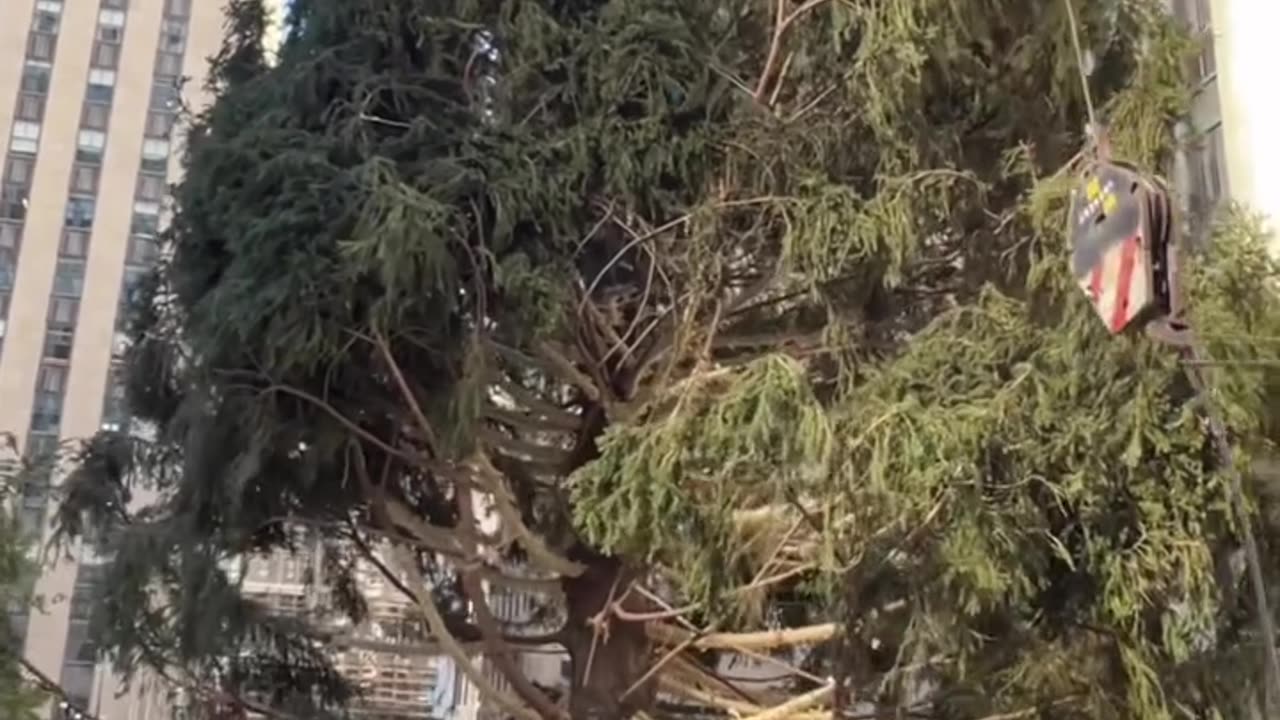 The Christmas Tree arrived this morning,at Rockefeller Center in New York City 🎄