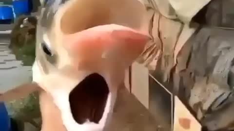 This is a beautiful and charming water-dwelling species