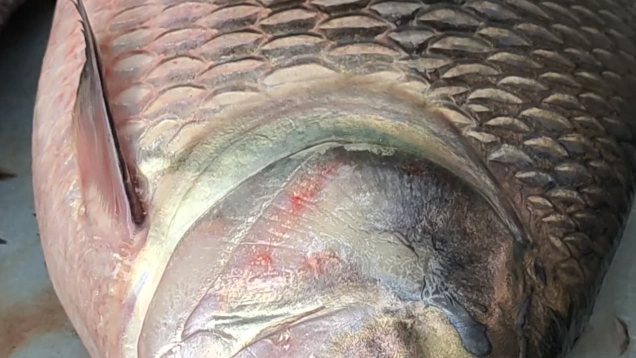 AMAZING GIANT KATLACARP FISH LIVE VIDEO IN FISH MARKET#shorts