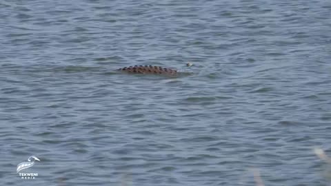 Nile Crocodile Hunting and Catching Fish_Cut.mp4