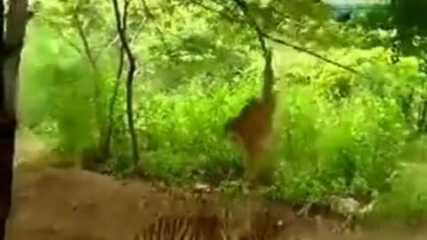 tiger playing with monkey