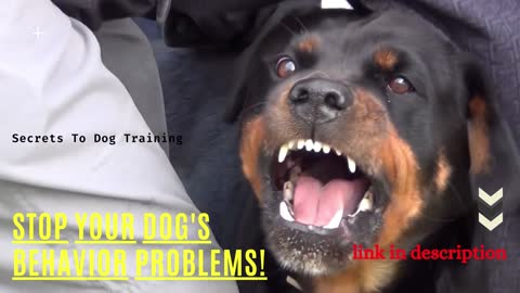 Mood Off Angry Dog ( Dog's Behavior Problems! )