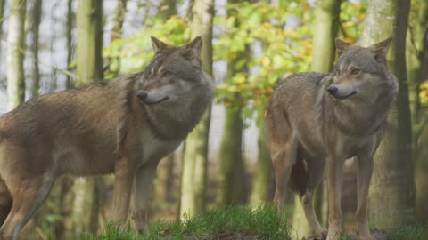 Wolf brothers are waiting for their brother