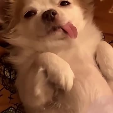 Funny dog lullaby 🐶🛌😍 Too Cute ❤️️❤️️❤️️
