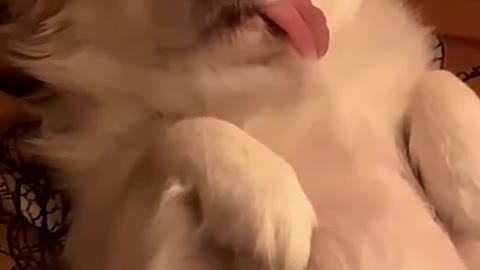 Funny dog lullaby 🐶🛌😍 Too Cute ❤️️❤️️❤️️