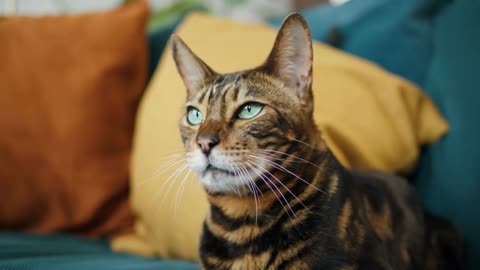 Bengal cat lying on sofa in living room