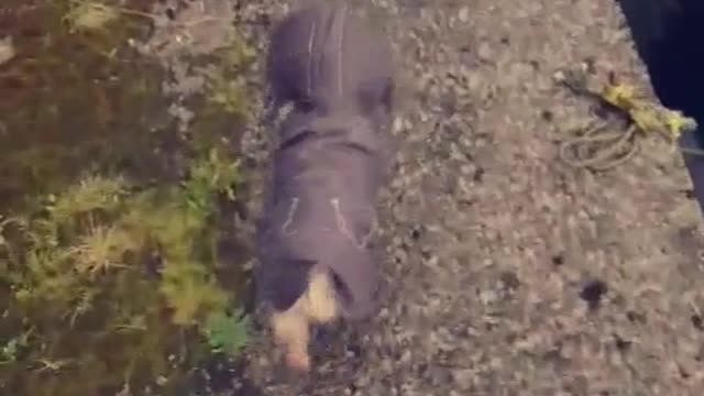 Little yorkie in hoodie walks down sidewalk