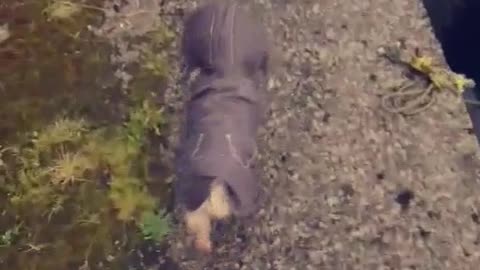 Little yorkie in hoodie walks down sidewalk