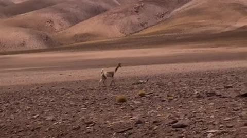 Vicuña vs Zorro Culpeo