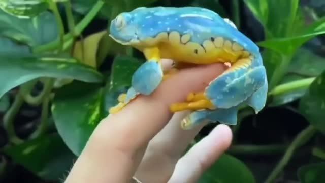 what is the name of this frog🐸?