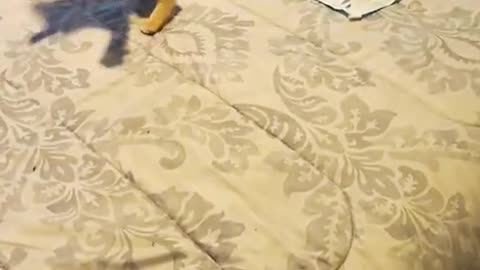 Cute Cute Animals