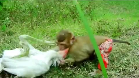 little monkey fighting with the cock