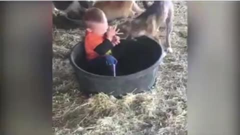 Dog playing with a baby 😍