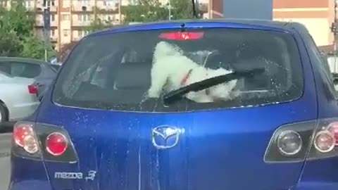 Funny dog 😅🐶 video/ best compliment of funny & cute dog video